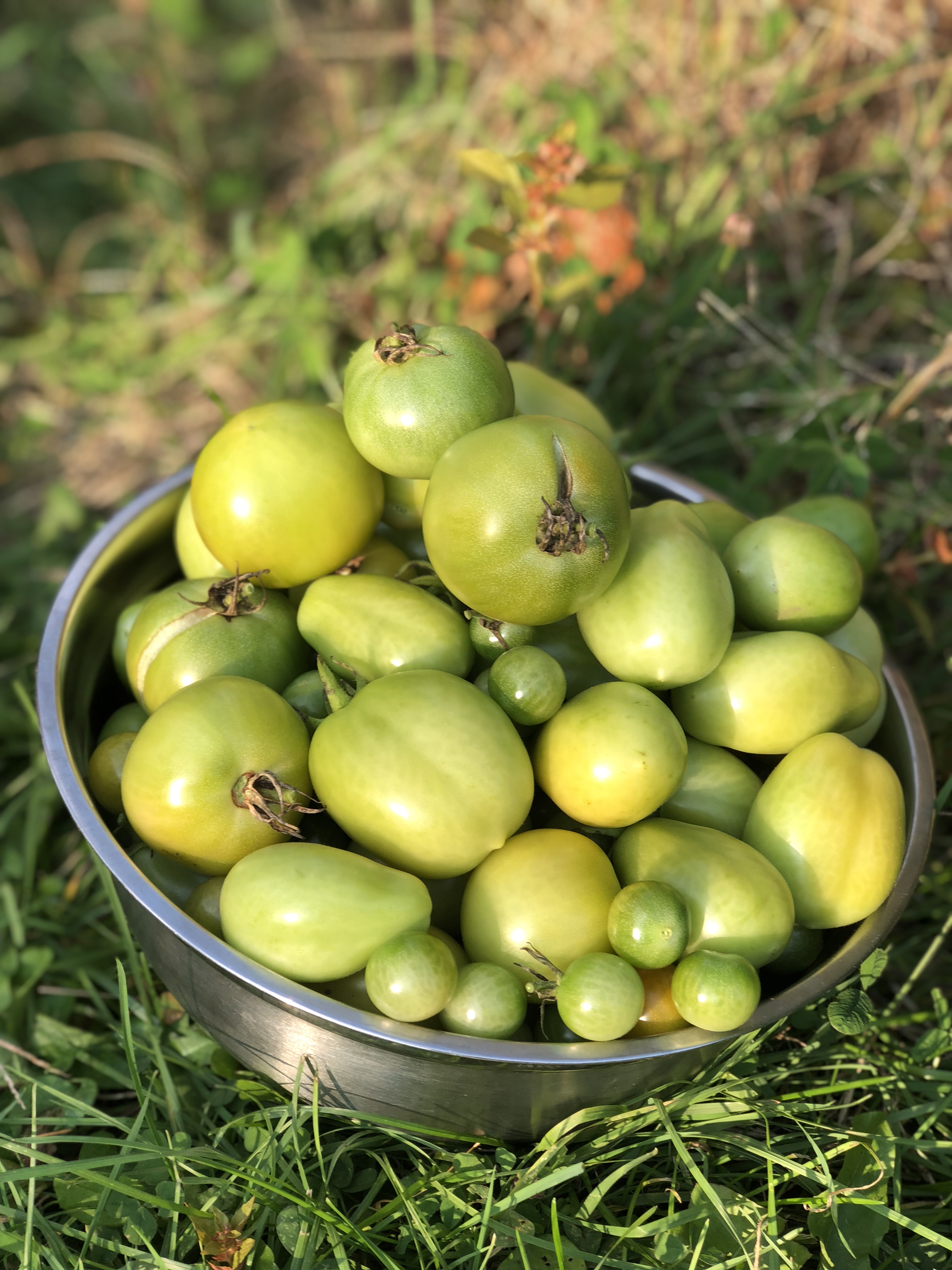 Green Tomato Ketchup – Never let a green tomato go to waste!